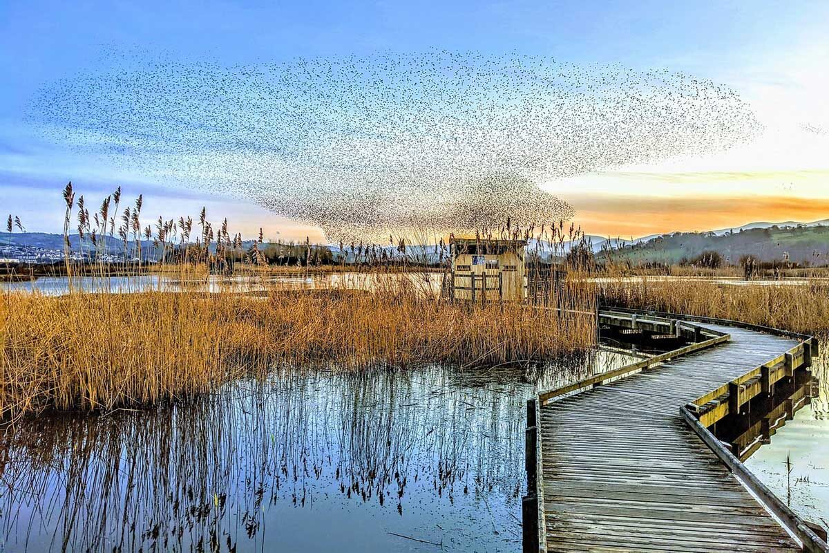 RSPB Conwy Nature Reserve